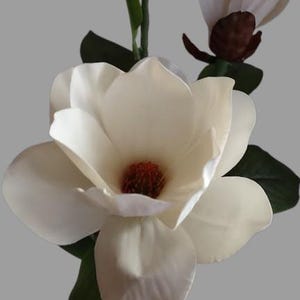 Puede incluir: Una sola flor de magnolia blanca con un centro rojo, rodeada de hojas verdes. La flor est&aacute; en plena floraci&oacute;n y tiene una apariencia delicada y femenina.