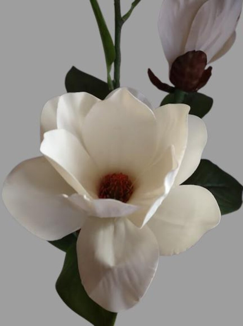 Puede incluir: Una sola flor de magnolia blanca con un centro rojo, rodeada de hojas verdes. La flor est&aacute; en plena floraci&oacute;n y tiene una apariencia delicada y femenina.