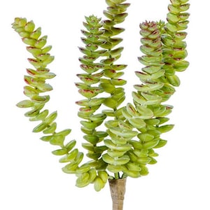 Donkey tail Succulent