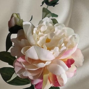 Gorgeous single stem peony with two buds