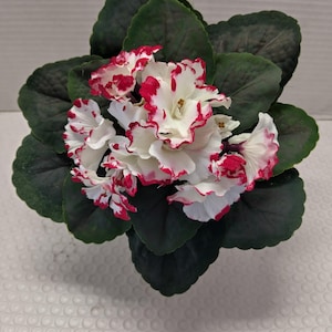 Violetta africana artificiale da 8" (scaglie di ciliegia)