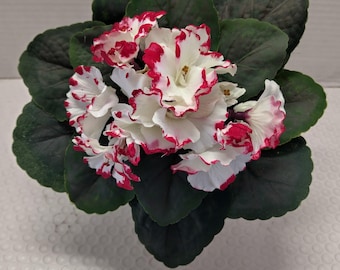 Violeta africana artificial de 8" (chips de cereza)