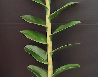 Artificial Dendrobium Orchid stem