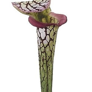 26&quot; ARTIFICIAL Pitcher Plant Stem GREEN