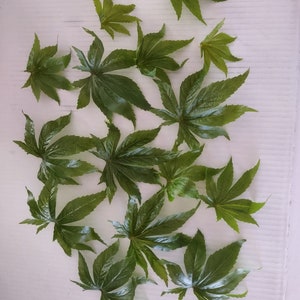 Op de afbeelding: Een verzameling groene bladeren met een kenmerkende meervoudige vorm, geplaatst op een witte ondergrond. De bladeren, in verschillende maten, hebben een glanzende textuur en een levendige groene kleur. De opstelling toont de details van de bladeren tegen de witte achtergrond.