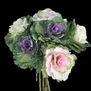 May include: A bouquet of ornamental cabbage flowers with green, white, pink, and purple hues. The flowers have layered, ruffled petals and are arranged against a black background. The stems are visible at the bottom.