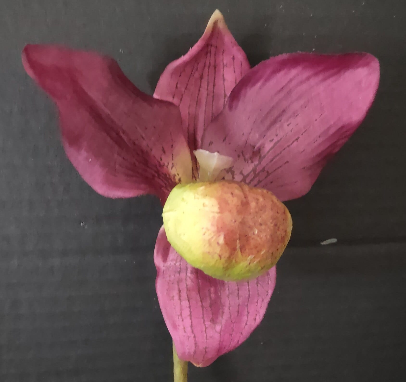 GROTE Paphiopedilum-damesslipperorchidee kunst BOURGONDI