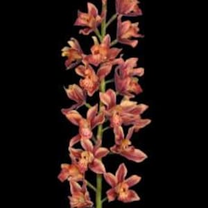 Artificial Cymbidium Orchid stem RUST MAUVE