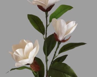 Krzew łodygi magnolii KREM