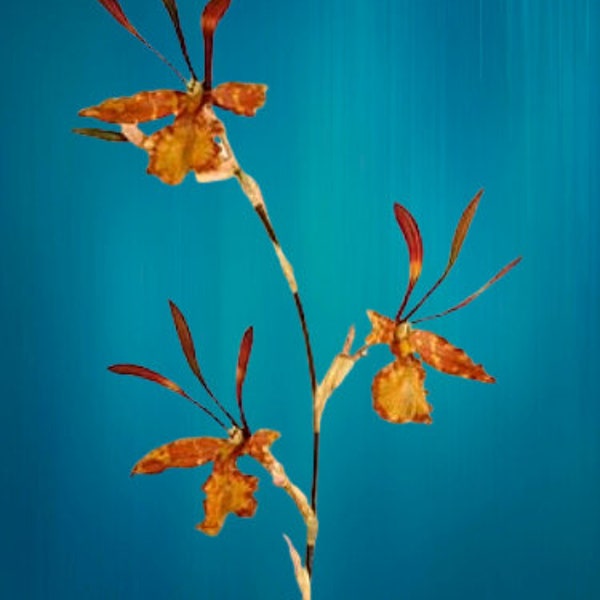 Artificial Zygopetalum orchid stem 254267