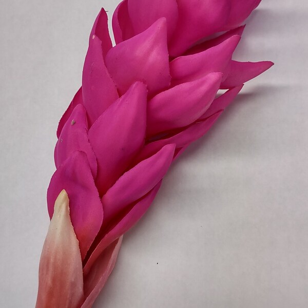 Ginger Lily Flowers Etsy