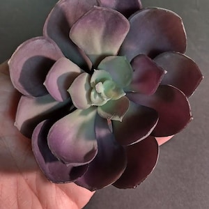 Soft touch echeveria pick - burgundy  (A)