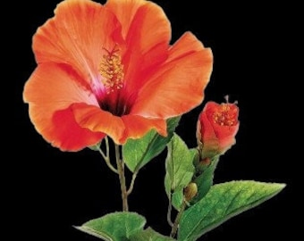 May include: A bright orange hibiscus flower with a deep red centre and yellow stamens, set against a black backdrop. The image also shows a closed bud and green leaves, highlighting the plant's natural beauty.
