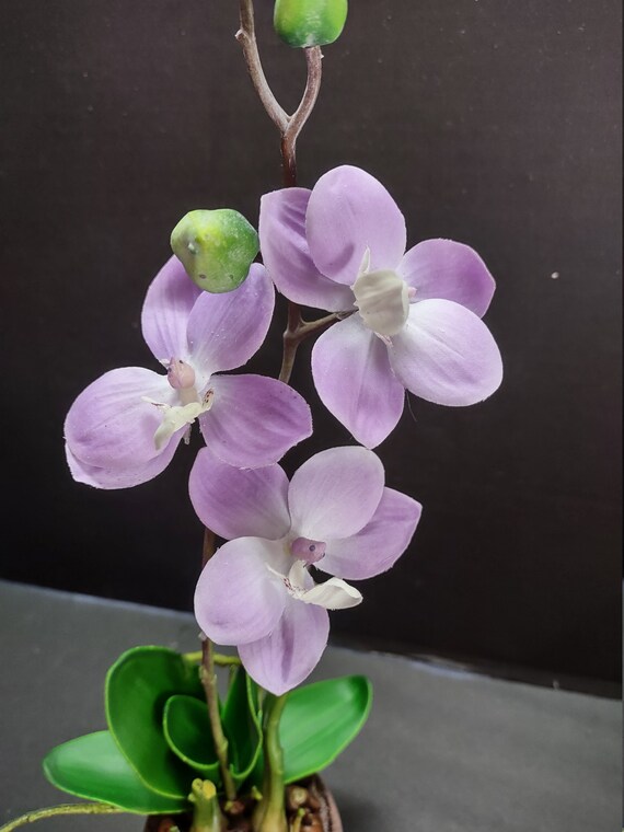 Miniature Artificial phalaenopsis Orchid Silk Orchids RASPBERRY Real