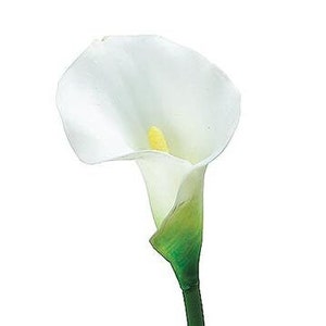 Puede incluir: Un lirio de agua blanco con un espádice amarillo. La flor tiene un pétalo liso y curvado y un tallo verde. La imagen está sobre un fondo blanco liso.