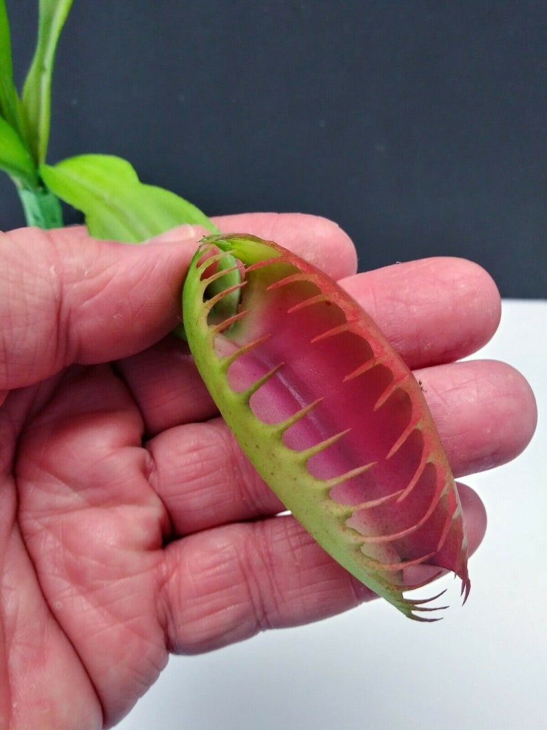 Artificial Venus Fly Trap. Carnivorous Plants Silk Flowers BU Etsy