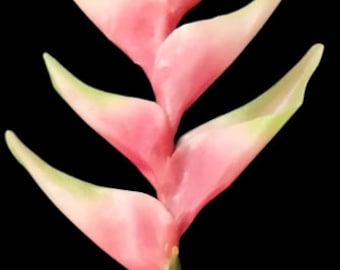 Heliconia stem Pink Tones