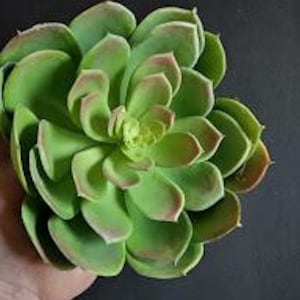 Soft touch echeveria pick  with burgundy markings  (B)