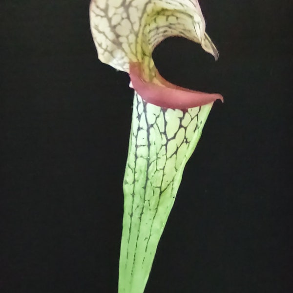 26" ARTIFICIAL Pitcher Plant Stem GREEN