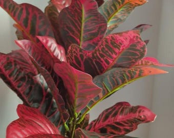 May include: A vibrant croton plant with large, colourful leaves. The leaves display a striking pattern of deep red, black, and green veins, with hints of orange at the tips. The plant's lush foliage creates a visually appealing display.