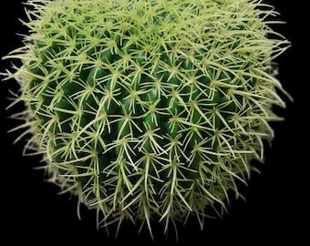 8.5" Artificial barrel cactus. 281766