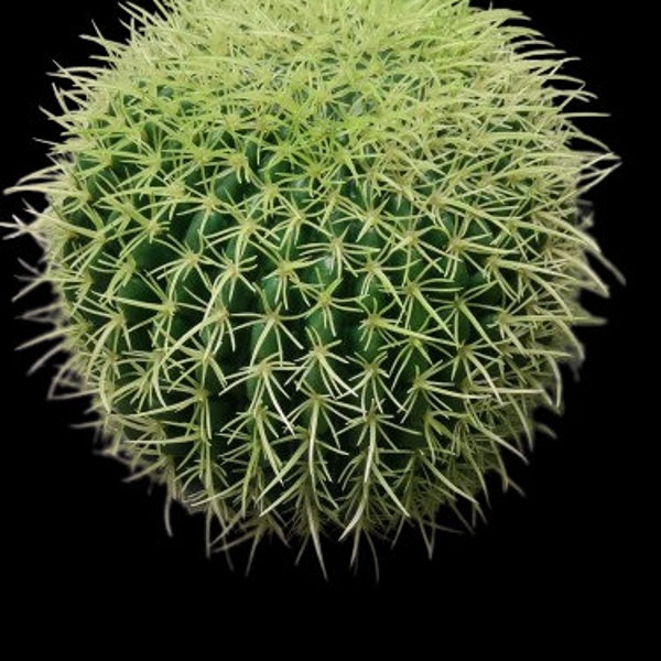 8.5" Artificial barrel cactus. 281766