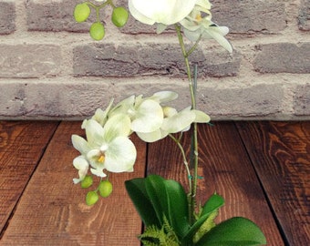 Artificial Phalaenopsis Orchid Plant, Silk Flowers MINT CREAM