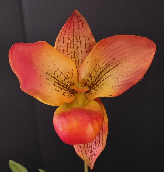 Orange lady slipper flower outlet