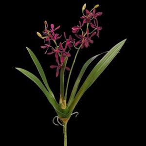 Può includere: Uno stelo di fiori di orchidea artificiali con petali color magenta intenso dalle forme sottili e allungate. La pianta presenta lunghe foglie verdi appuntite che partono dalla base e diversi piccoli boccioli giallo pallido sui rami fioriti.