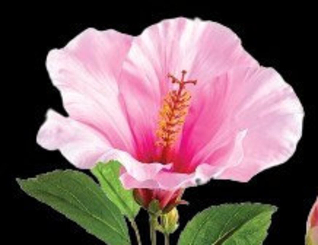 Large Pink Hibiscus Stem - Etsy