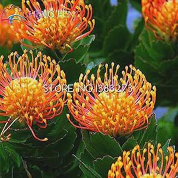 プロテア　ステートリー　2 Needle Protea Stems. Hawaiian Flowers. Tropical Flowers BURGUNDY