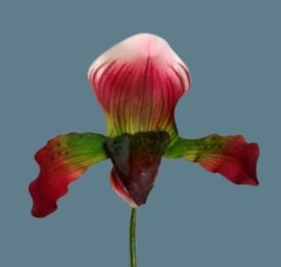 Orquídea Zapatilla Artificial Vintage – Paphiopedilum – Sin Maceta – Color Verde – Flowers By James 🌸