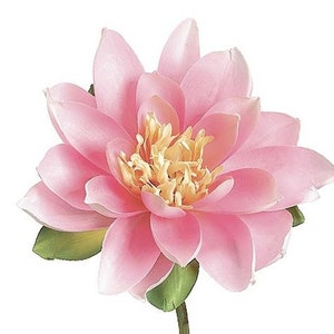 Könnte beinhalten: Eine rosa Seerose mit gelber Mitte. Die Blüte ist in voller Blüte und hat viele Blütenblätter.