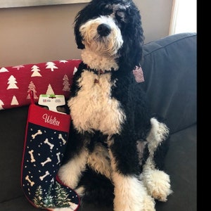 May include: A black and white dog with a white chest and paws sits on a couch with a red and white Christmas stocking with the name "Walter" embroidered on it.