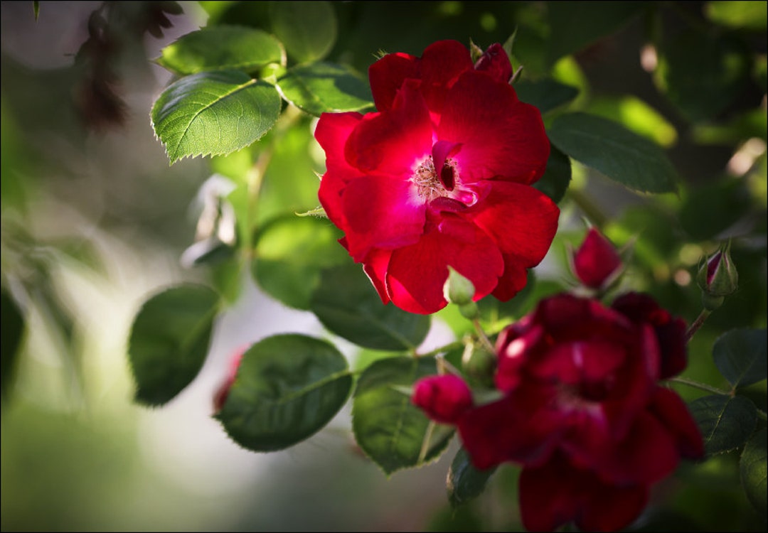 Wild Red Rose - Color Photo Print - Fine Art Nature Photography (R01 ...