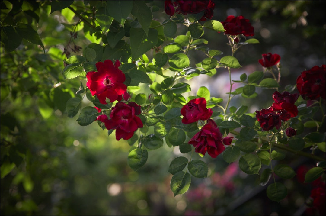 Wild Red Rose - Color Photo Print - Fine Art Nature Photography (R02 ...