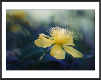 SAMSUNG Frame TV Art - Yellow Flower - Digital Download - Nature Wall Art - Fine Art Photography (NP02) -  St. John's wort plant - JPG File