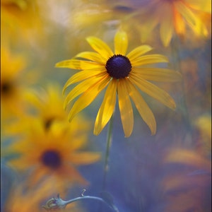 May include: Close-up of yellow Black-Eyed Susan flowers with dark purple centers. The petals are a vibrant yellow, and the background is a soft, blurred mix of yellow, orange, and blue hues, creating a dreamy effect. The image captures the beauty of nature.