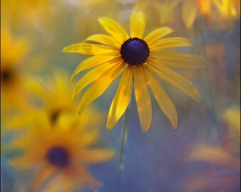 Black Eyed Susan - Rudbeckia - Color foto grabado - fotografía de la naturaleza del arte (RB01)