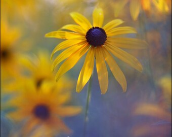 Black Eyed Susan - Rudbeckia - Color Photo Print - Fine Art Nature Photography (RB01)