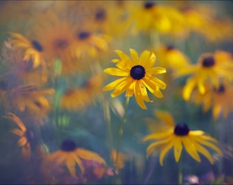 Black Eyed Susan - Color foto grabado - fotografía de arte fino (RB02)