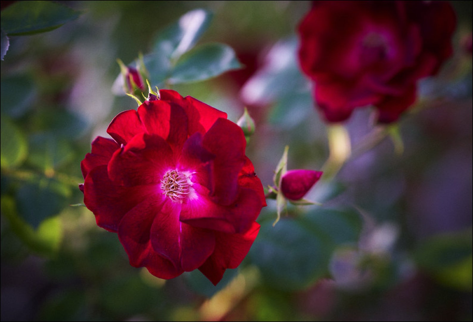 Wild Red Rose Flower Color Photo Print Fine Art Nature Etsy