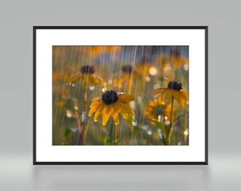 Black Eyed Susan en una ducha de sol - Impresión fotográfica en color - Art Nature Photography (RS03)