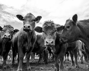 Large Print (Curious Cows)