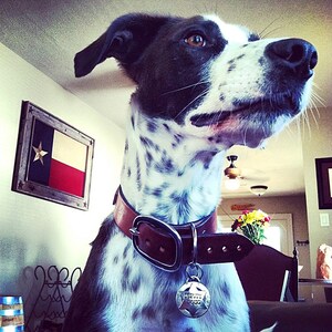 May include: A black and white spotted dog wearing a brown leather collar with a silver tag that reads "Deputy Doug." The dog is looking up, with a Texas flag in the background.