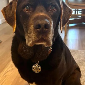 May include: A close-up of a chocolate Labrador Retriever with brown fur and a leather collar. The dog has a silver tag with text. The dog is looking directly at the camera.