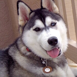 May include: A black and white Siberian Husky dog with blue eyes is wearing a red and white collar with a brown leather tag that says "XICA".