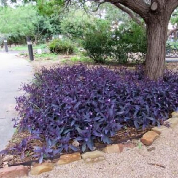 10 Purple Heart Wandering Jew Cuttings Tradescantia Pallida Live Plant Wholesale Lot