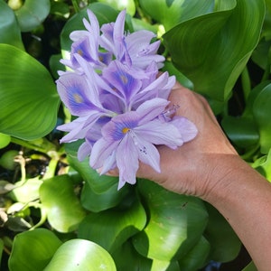 3 ホテイアオイ 浮遊水 庭の植物 池の日陰 成長の早い花