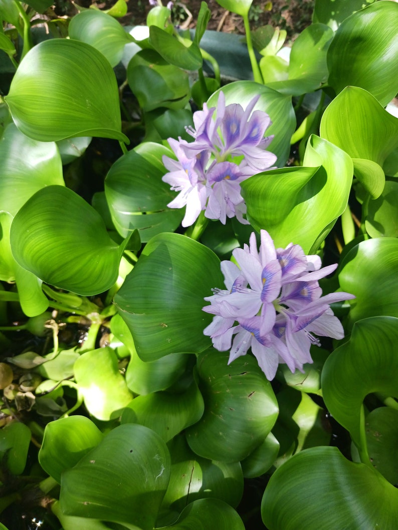 12 Water Hyacinth Pond Plants + 3 Free Water Lettuce – Beautiful Floating Aquatic Plants For Freshwater Ponds 4 thumbnail image